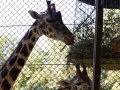 ZOO-Viden 24 srpen 2014 1018.JPG